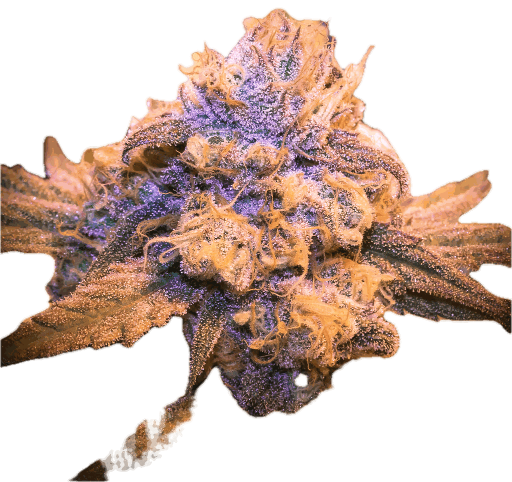More Brands Members Only Flower 2g
